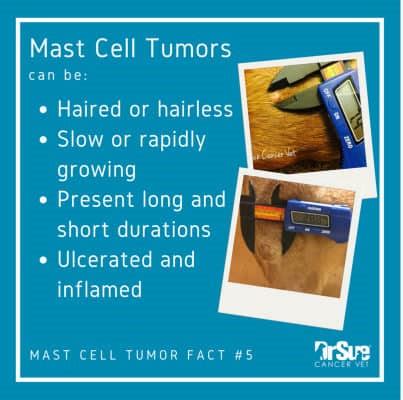 Mast cell tumors (MCT) represent a cancer of mast cells, which are a type of white blood cell involved in allergy and inflammation. . Benadryl and pepcid for mast cell tumors